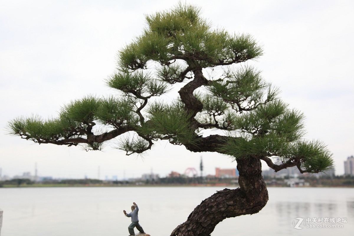 盆景