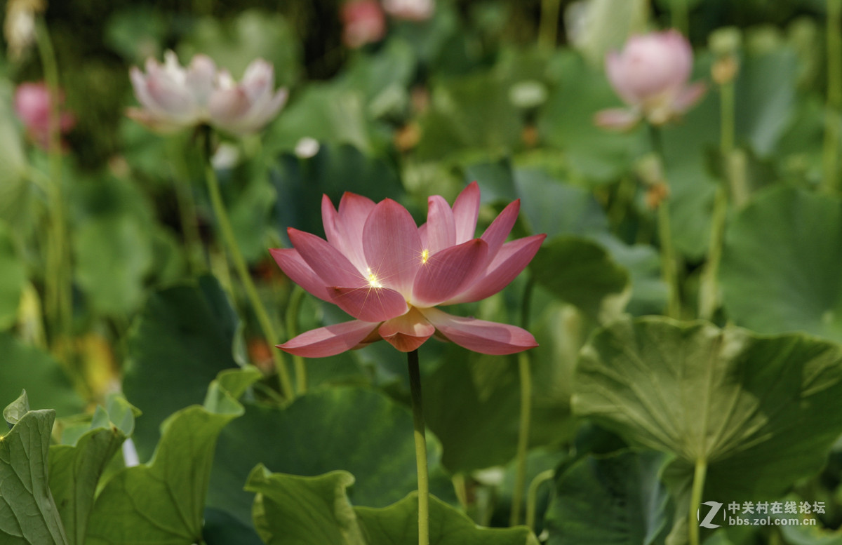昨日花，今日图