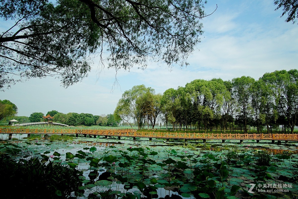 洪湖美景