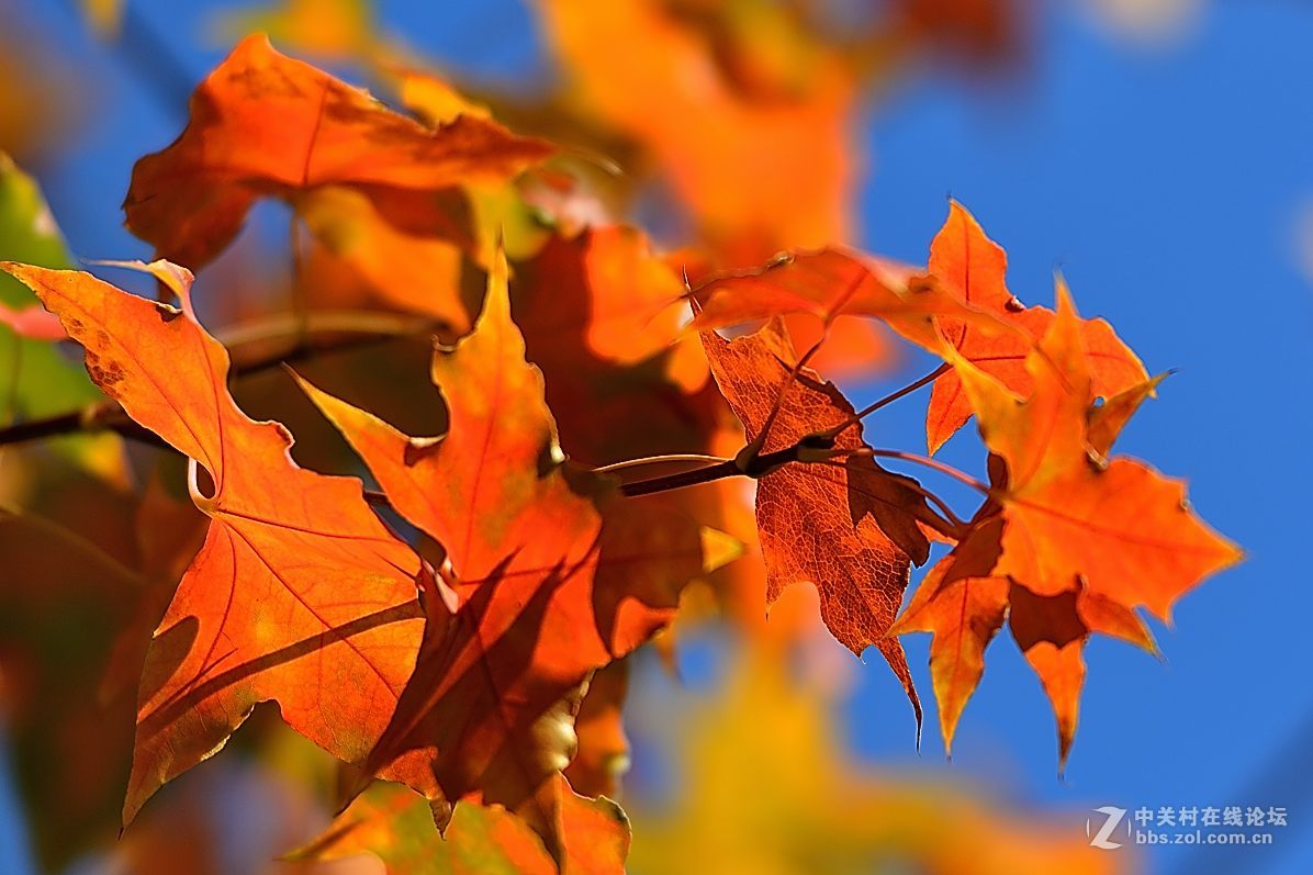 美麗秋天五角楓葉子紅了