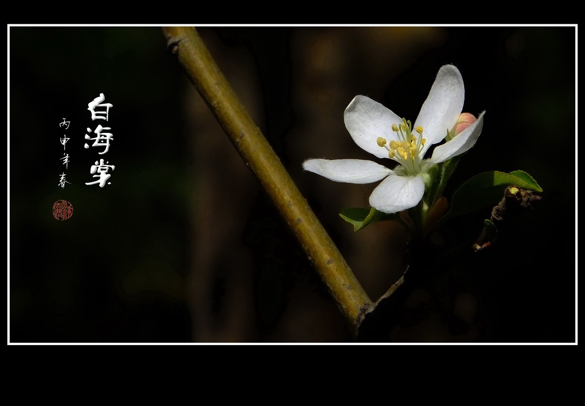 雪白的白海棠花