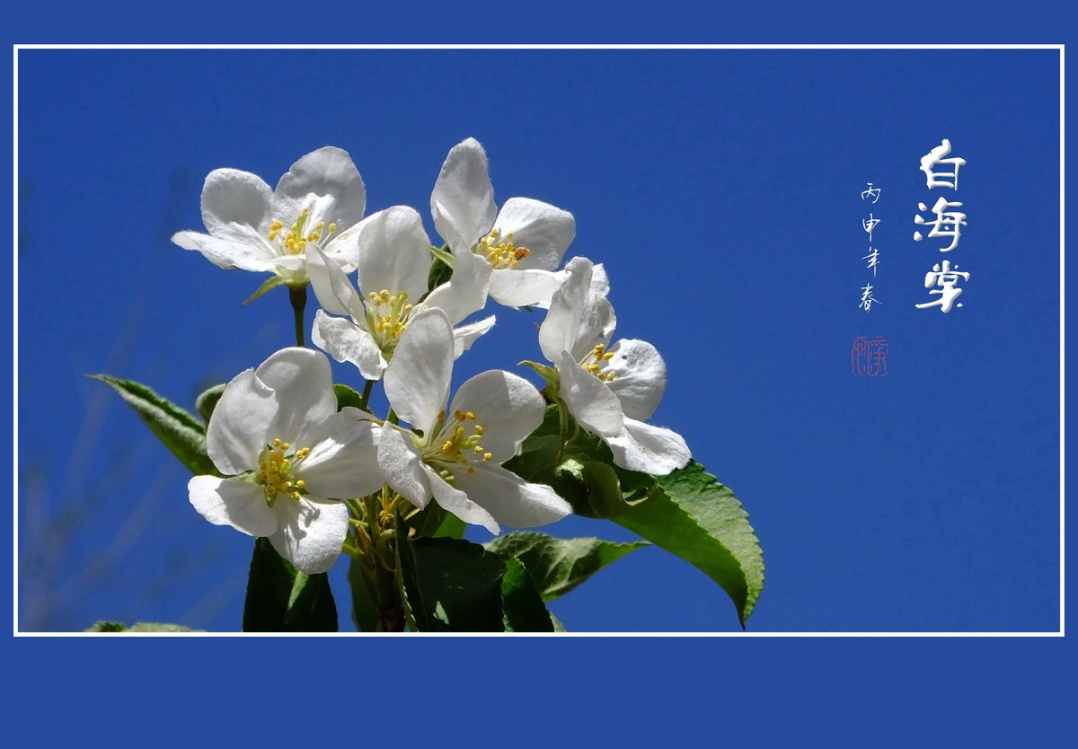 雪白的白海棠花