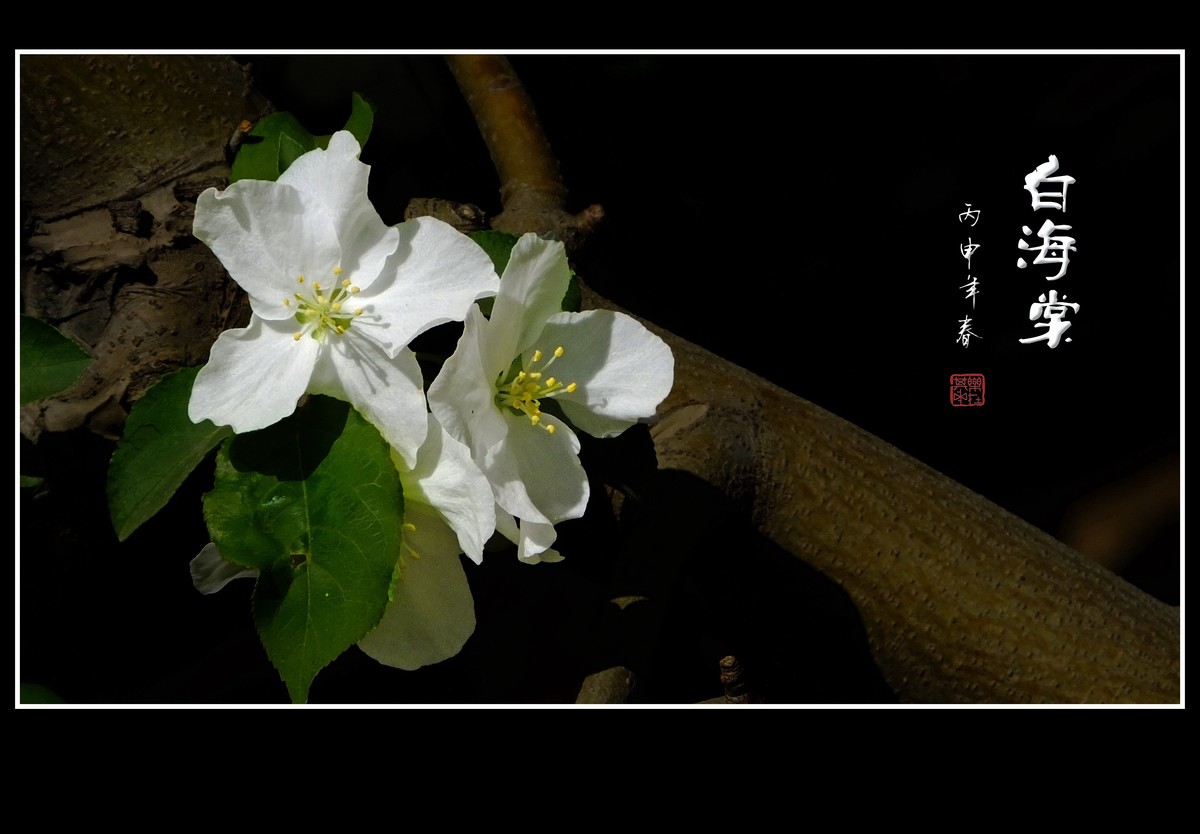 雪白的白海棠花