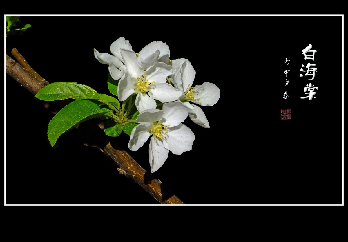 雪白的白海棠花