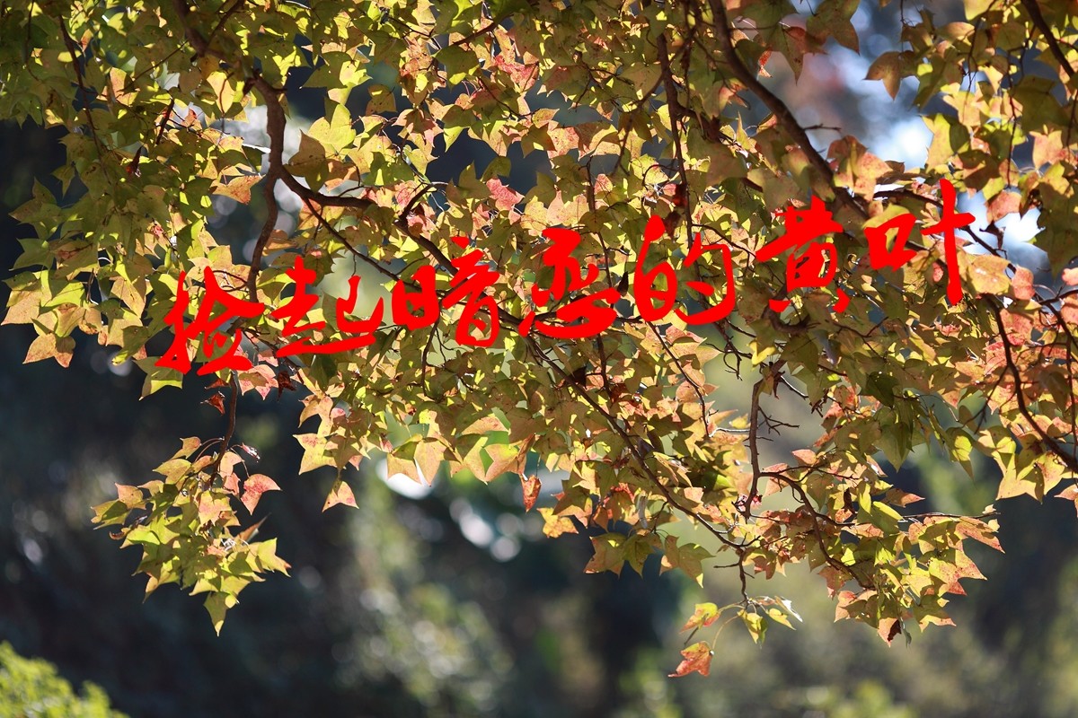 捡起暗恋的黄叶