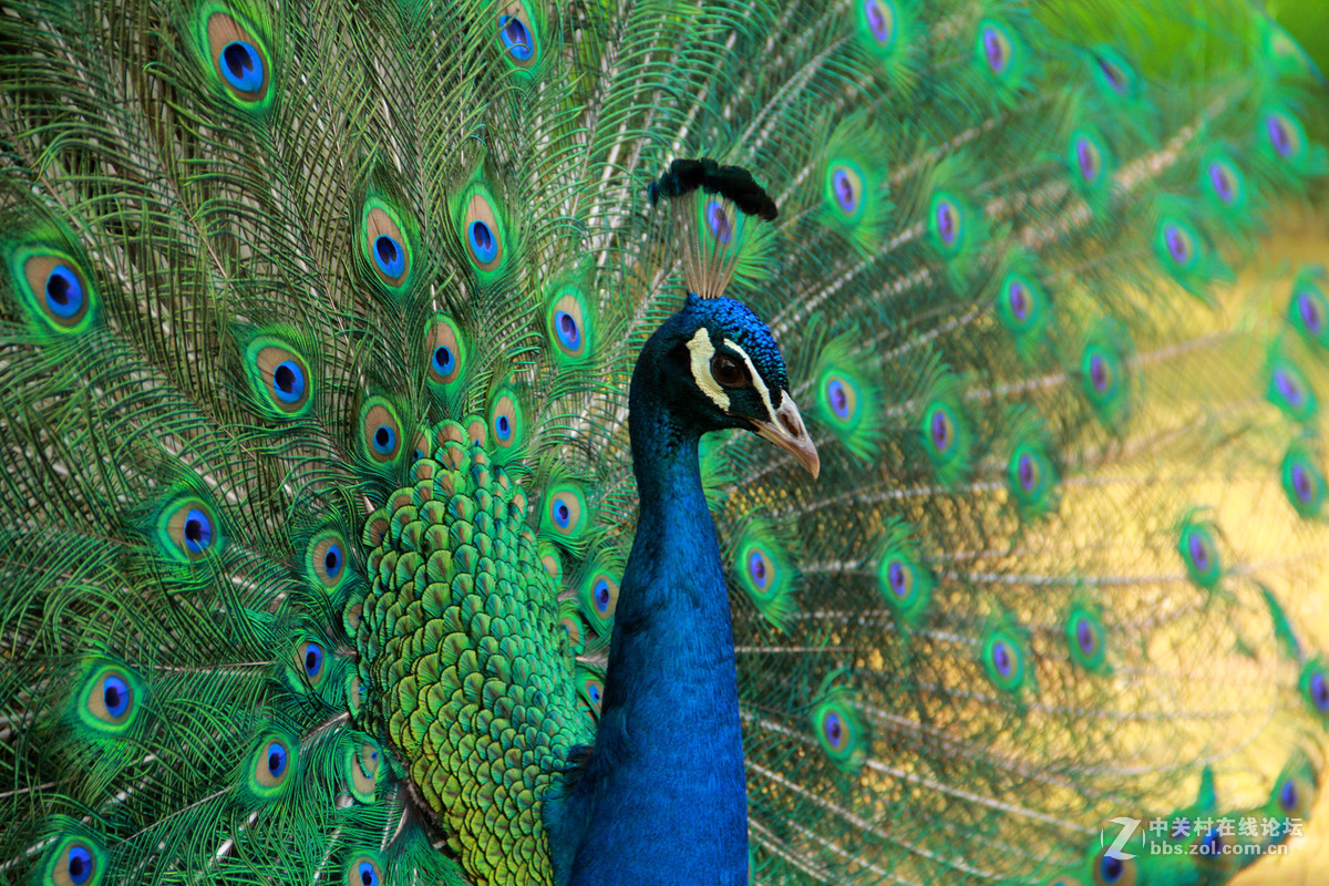 一组鸟和孔雀开屏