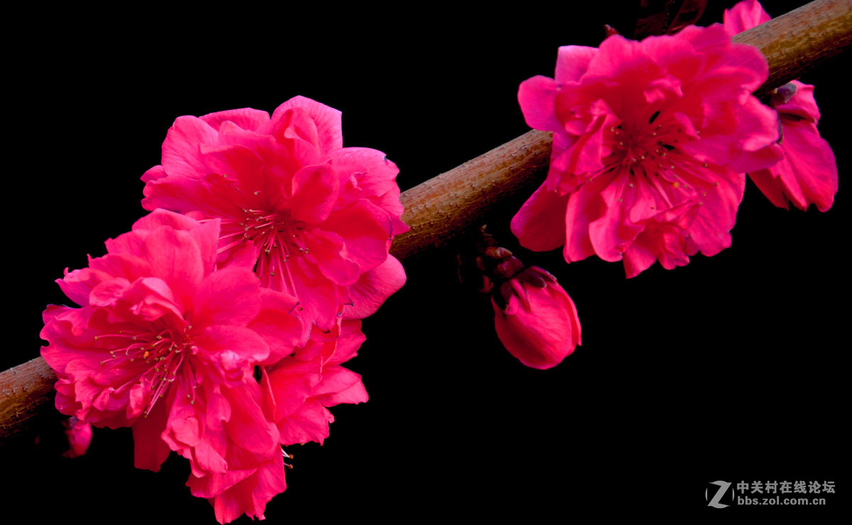 祧花. 17.4.7.