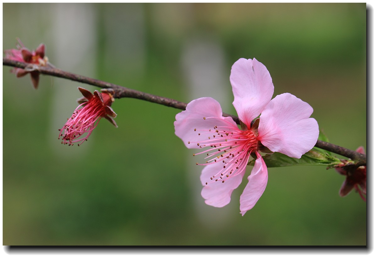 #佳能月赛-人间四月天#_【桃花盛开】