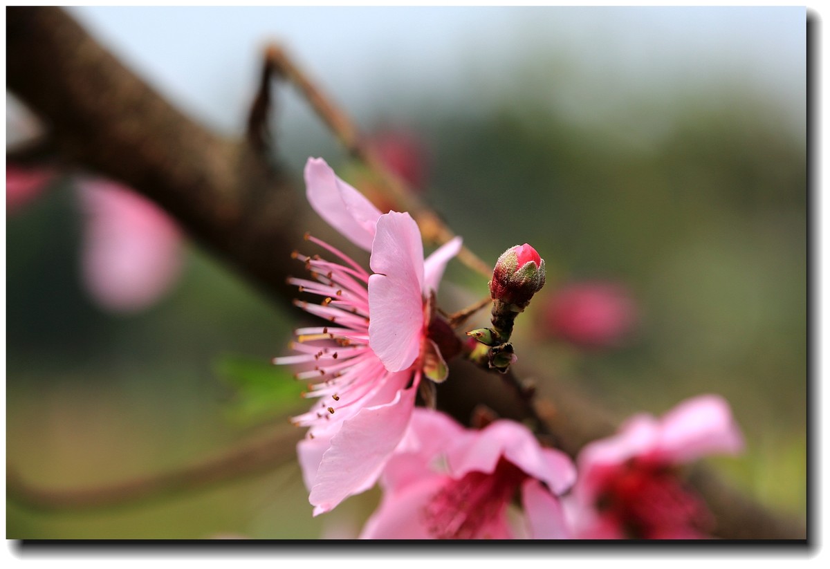 #佳能月赛-人间四月天#_【桃花盛开】