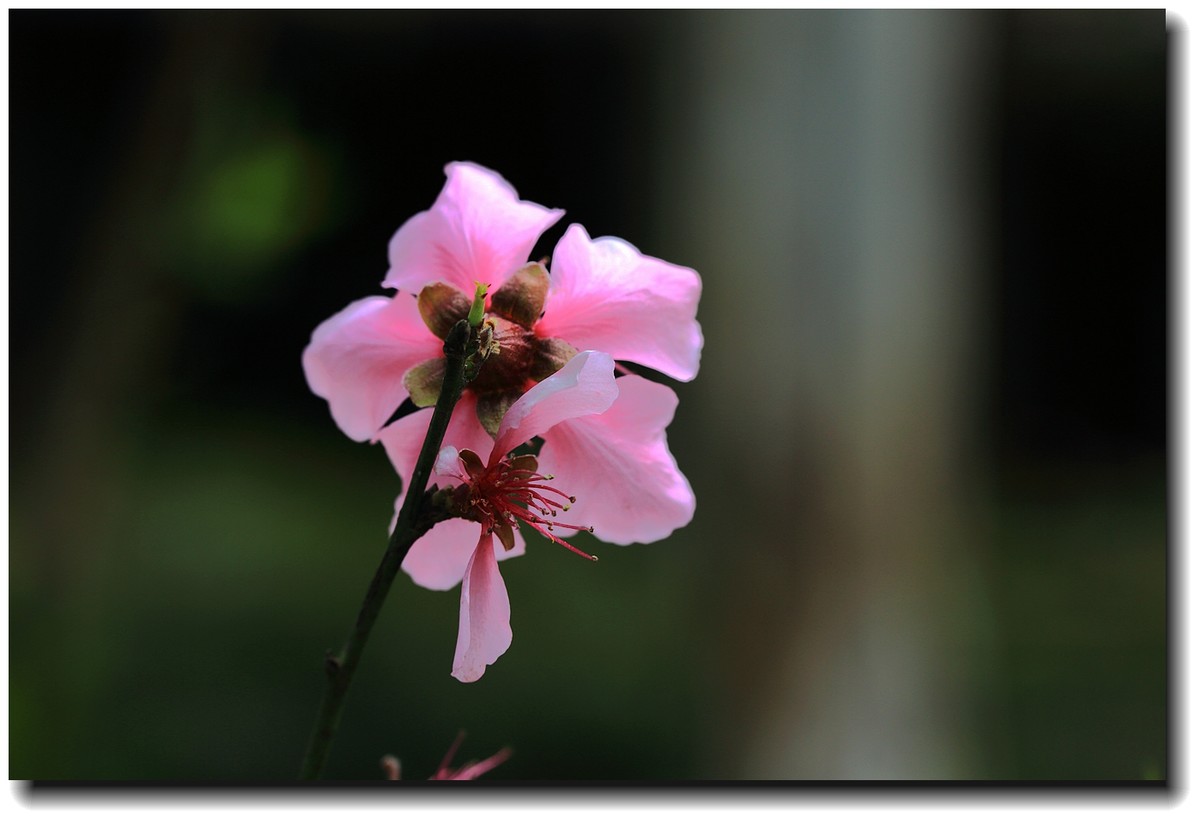 #佳能月赛-人间四月天#_【桃花盛开】