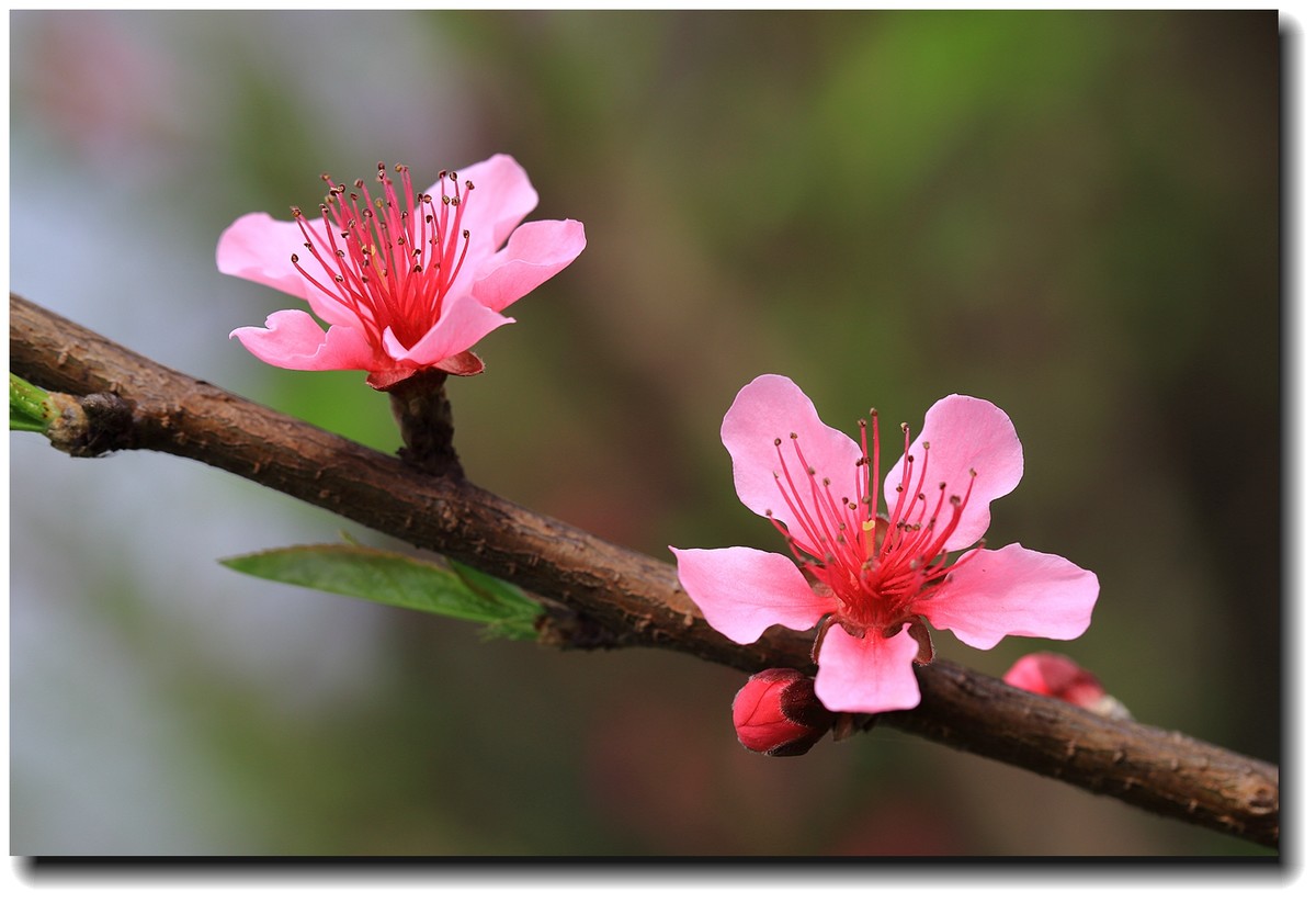 #佳能月赛-人间四月天#_【桃花盛开】