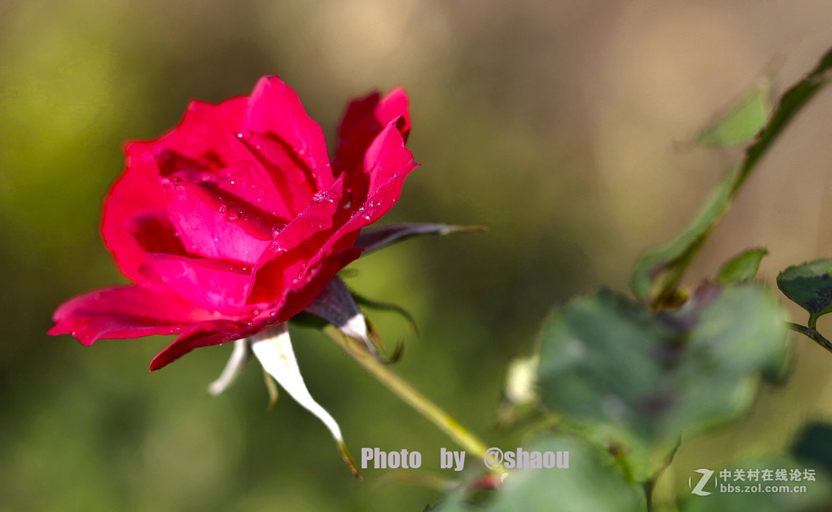 清明一组花卉随拍
