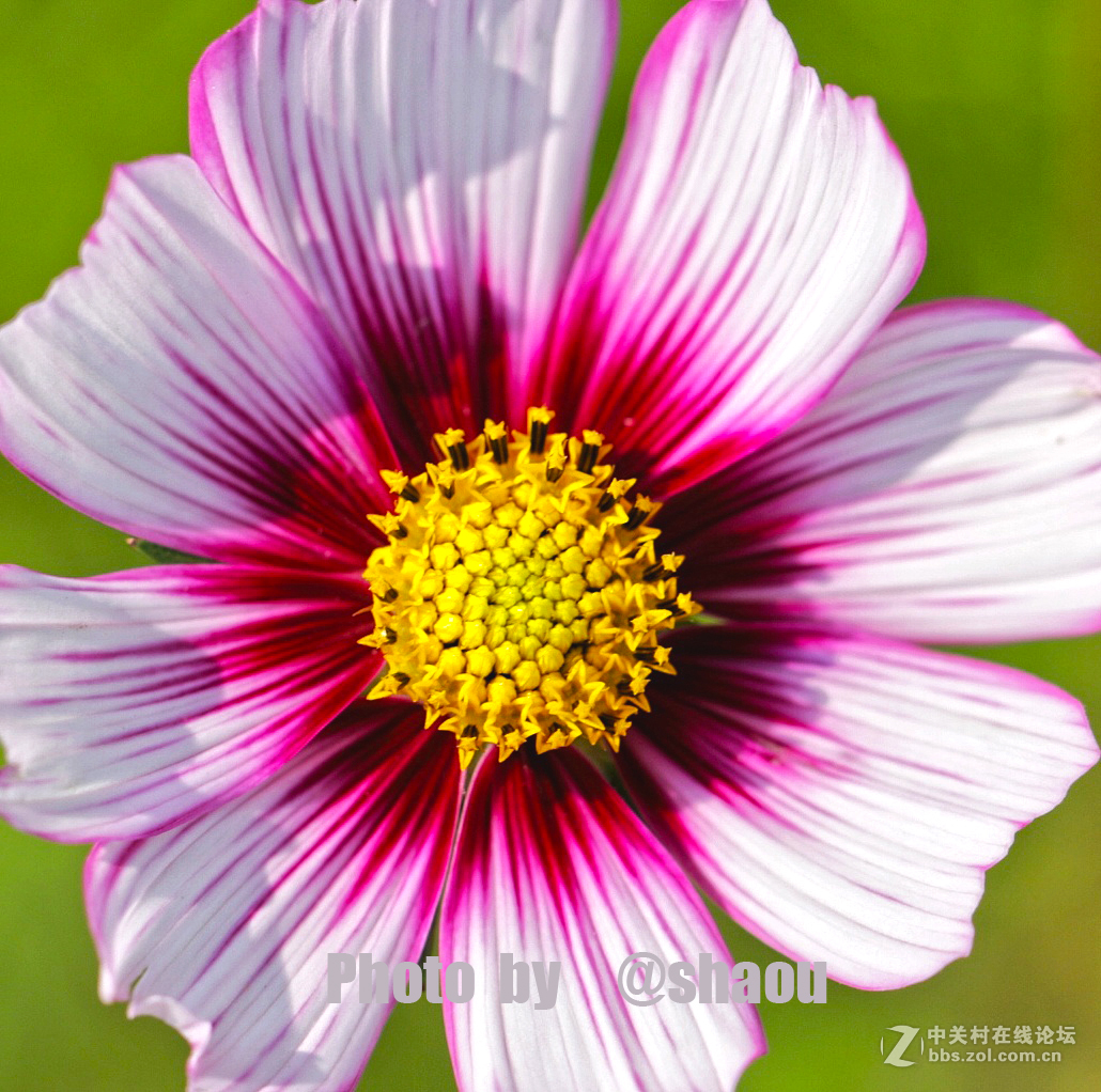 清明一组花卉随拍