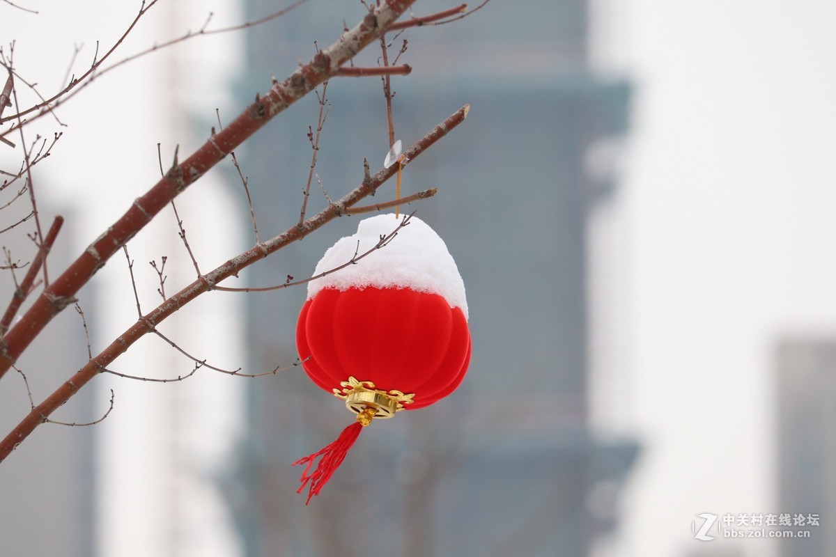 2019年第三場雪,豬年第一場雪之春節大紅燈籠高高掛-中關村在線攝影論