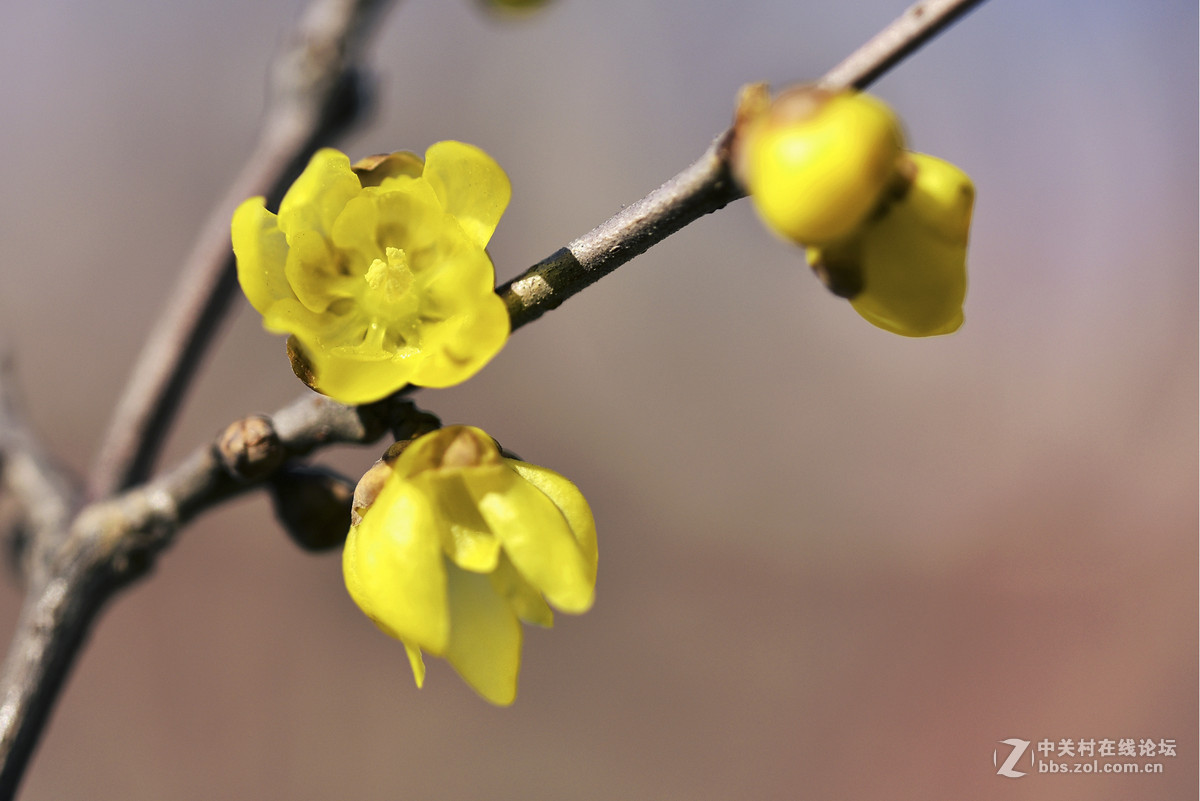 腊梅花开报春来