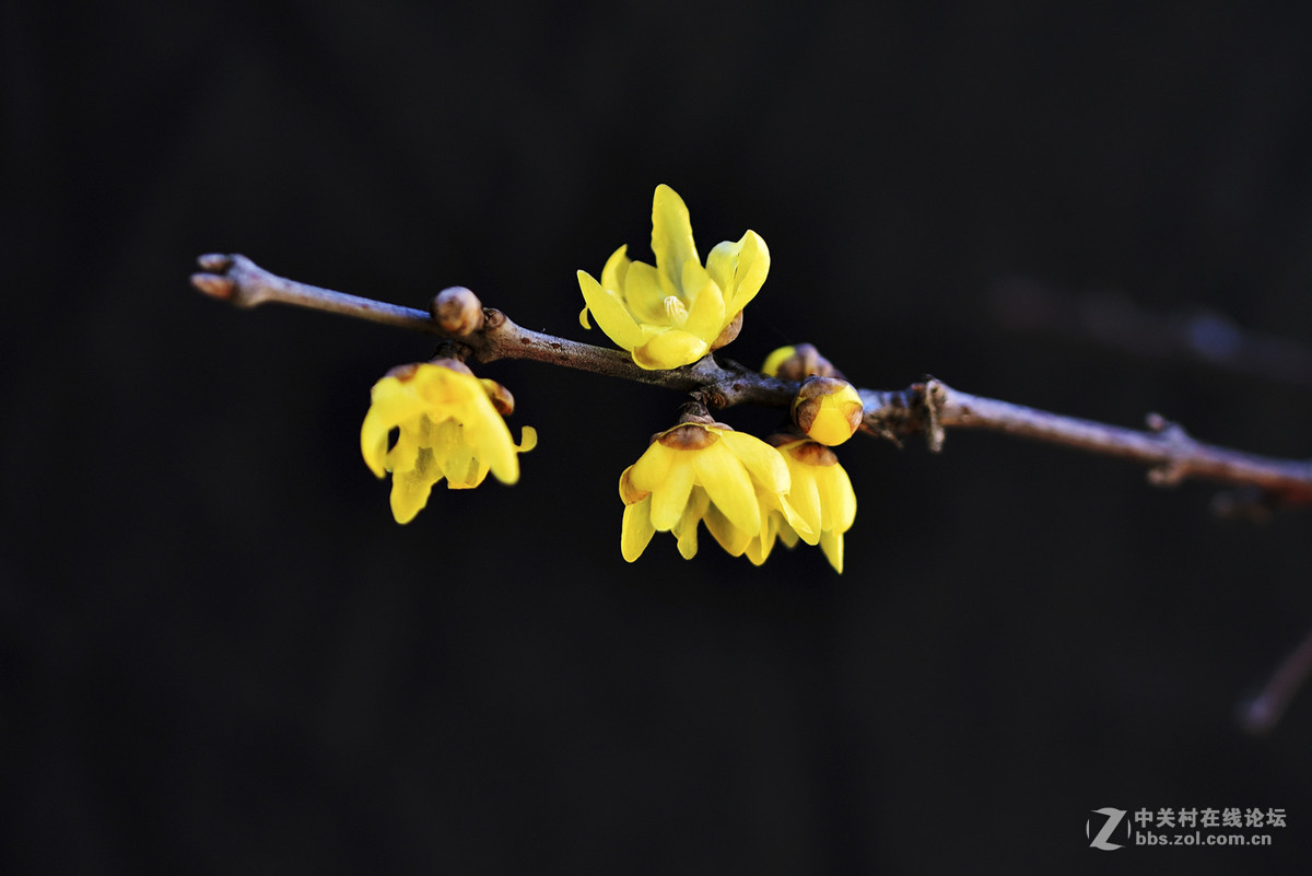 腊梅花开报春来
