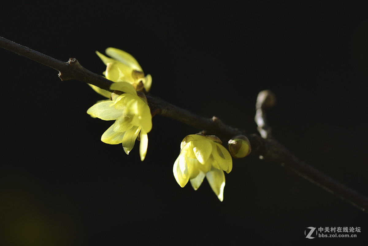 腊梅花开报春来