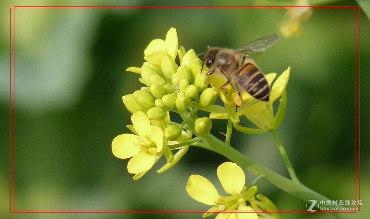 菜花儿黄蜜蜂儿忙