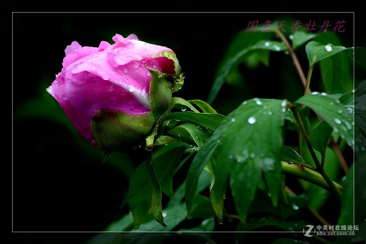 一组牡丹花，恭贺好友(晚之秋)r荣任佳能5DSR星空(中国)版主之职。。。