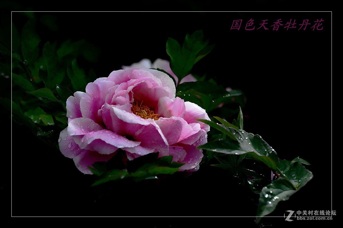 一组牡丹花，恭贺好友(晚之秋)r荣任佳能5DSR星空(中国)版主之职。。。