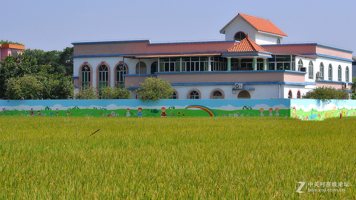 三乡桥头村秋稻飘香