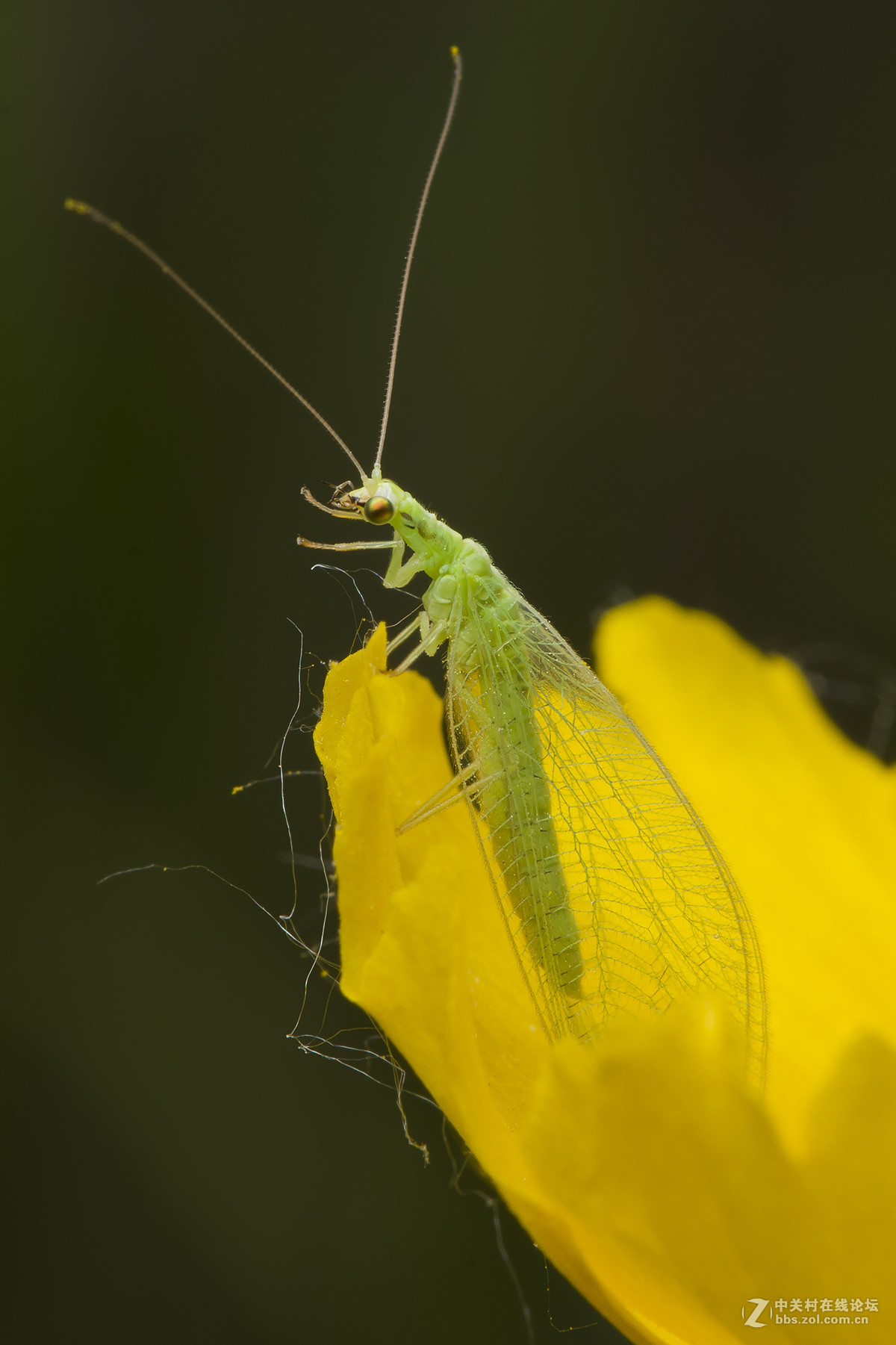 五月昆虫趣拍绿纱草蛉