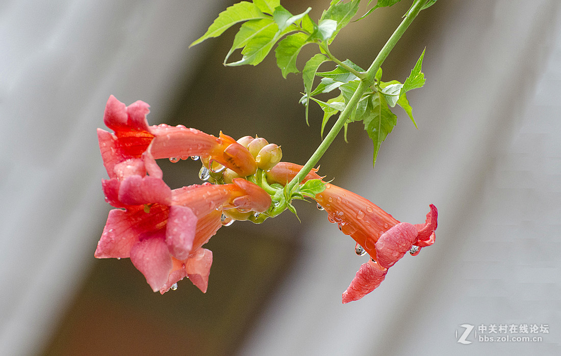 雨后的凌霄花