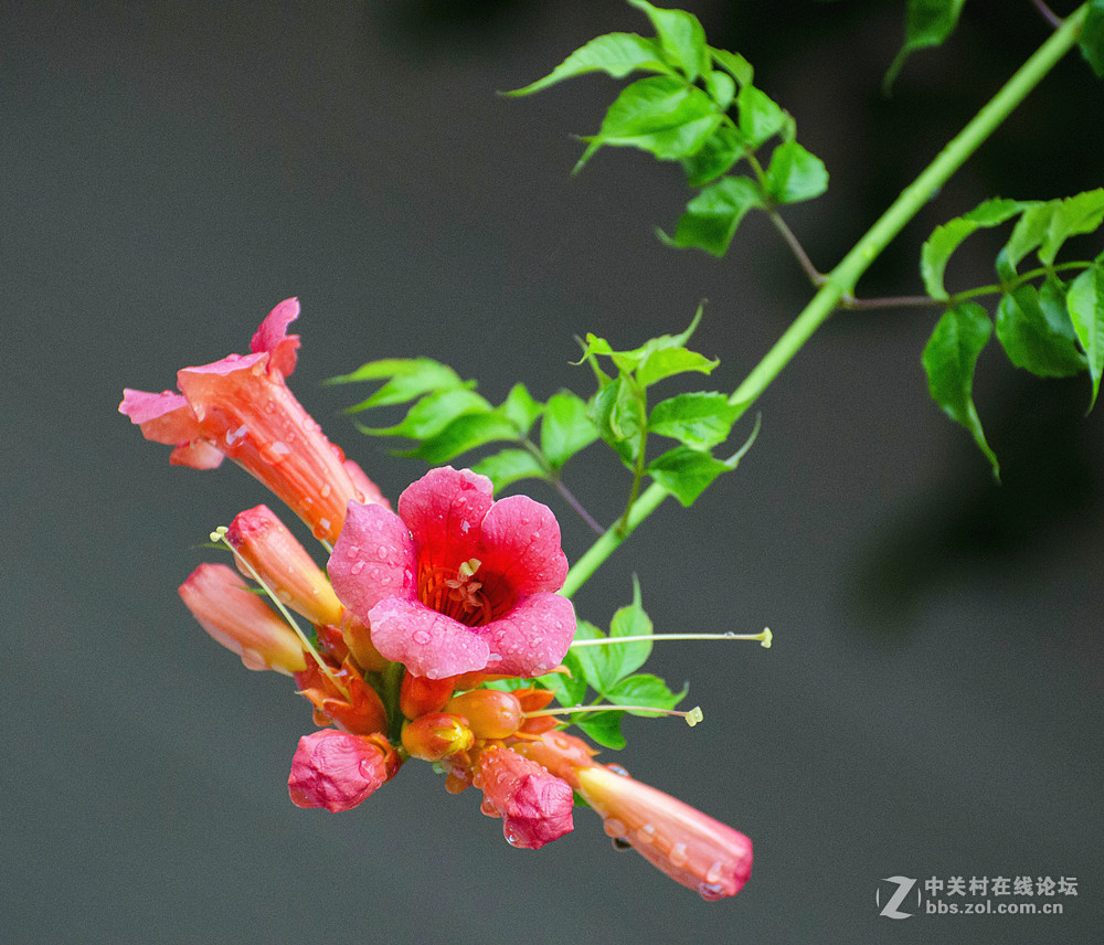 雨后的凌霄花