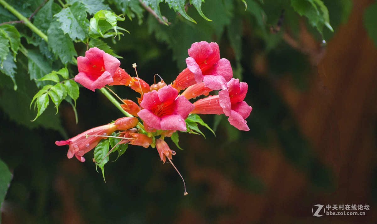 雨后的凌霄花