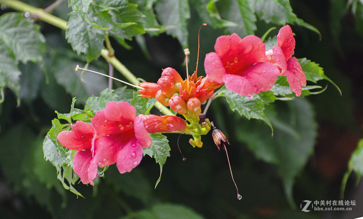 雨后的凌霄花