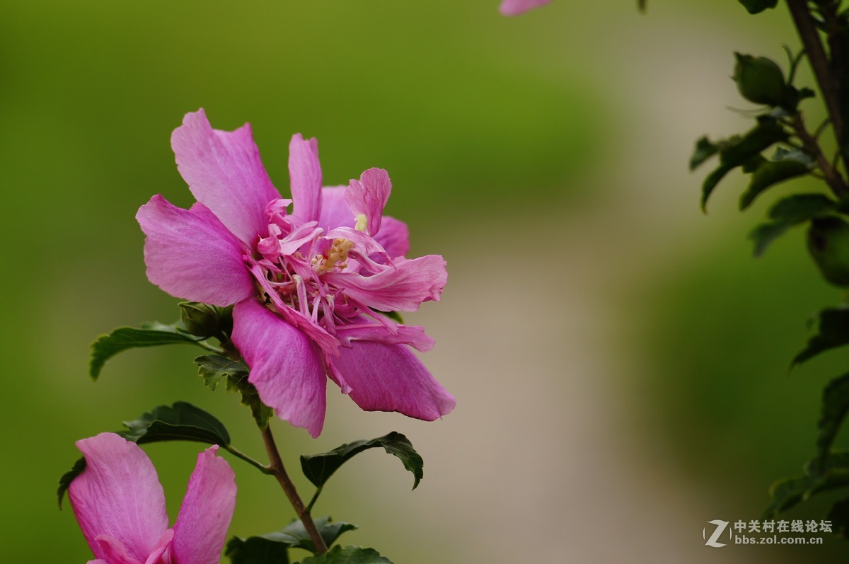 木槿花