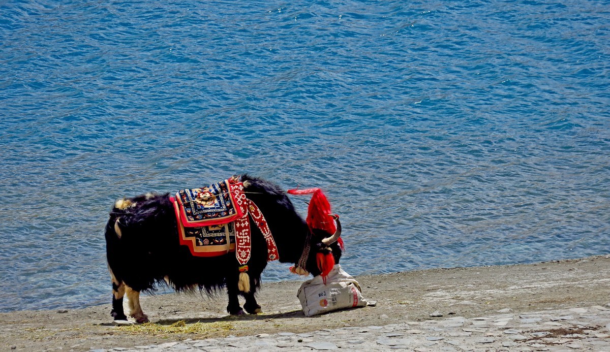 天上西藏------ 羊 卓 雍 措