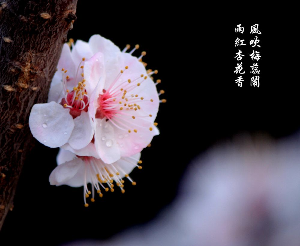 红杏枝头春意闹（二）