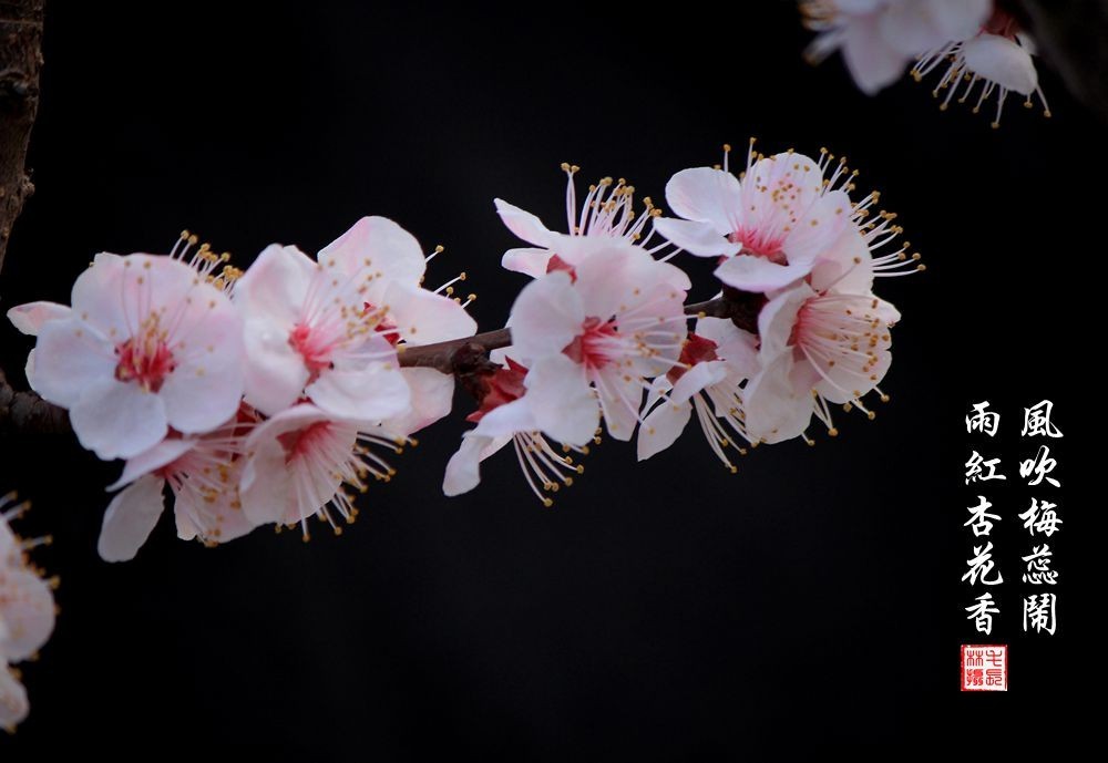 红杏枝头春意闹（二）