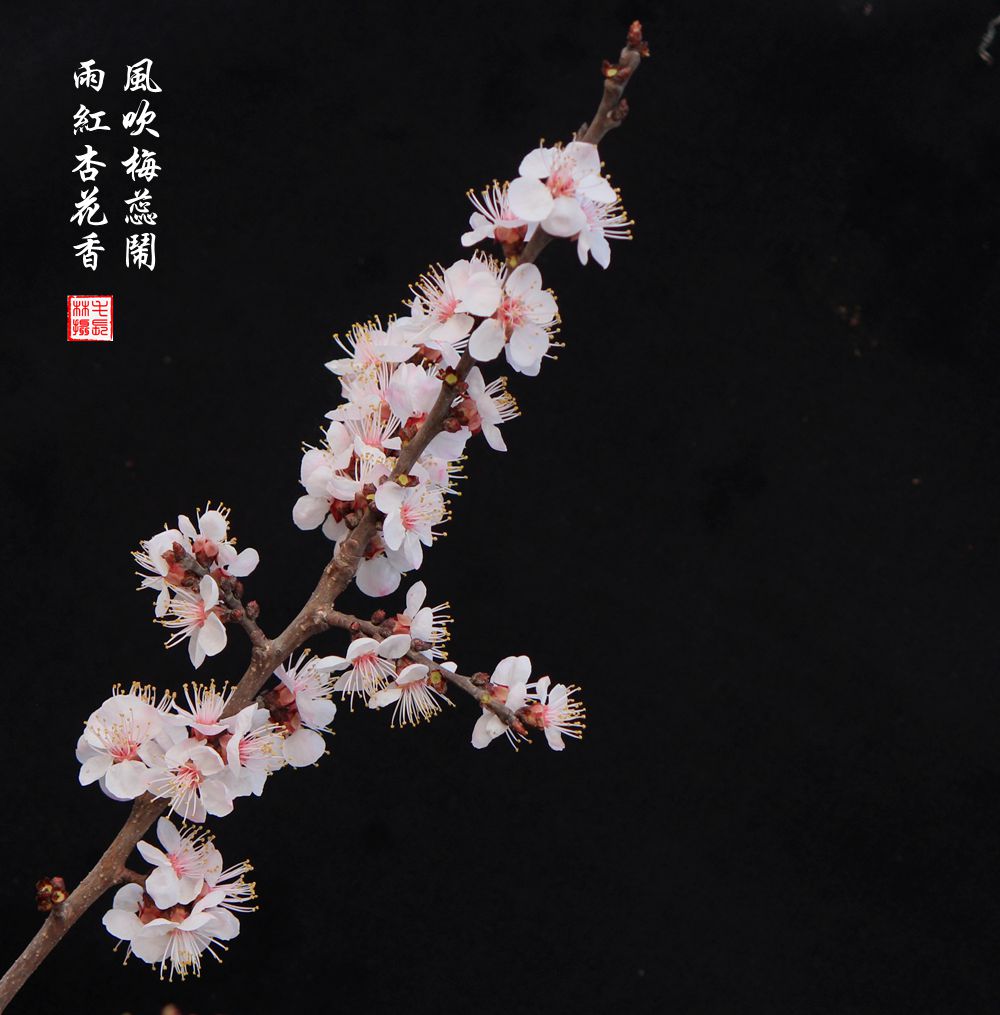 红杏枝头春意闹（二）