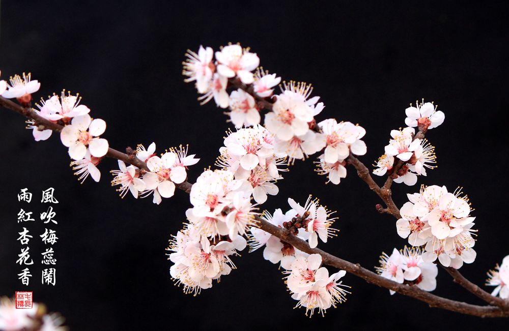 红杏枝头春意闹（二）