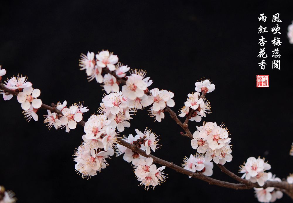 红杏枝头春意闹（二）