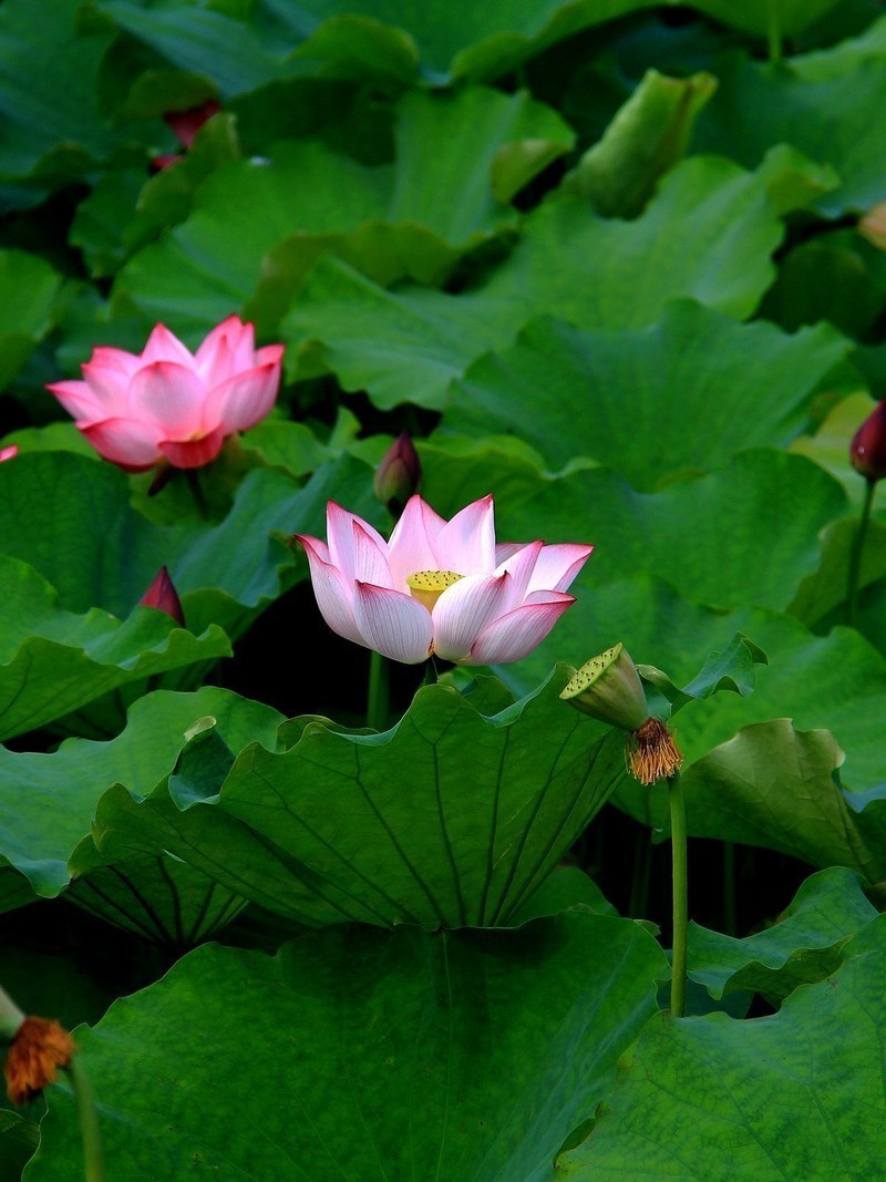 红白荷花俩相依180702