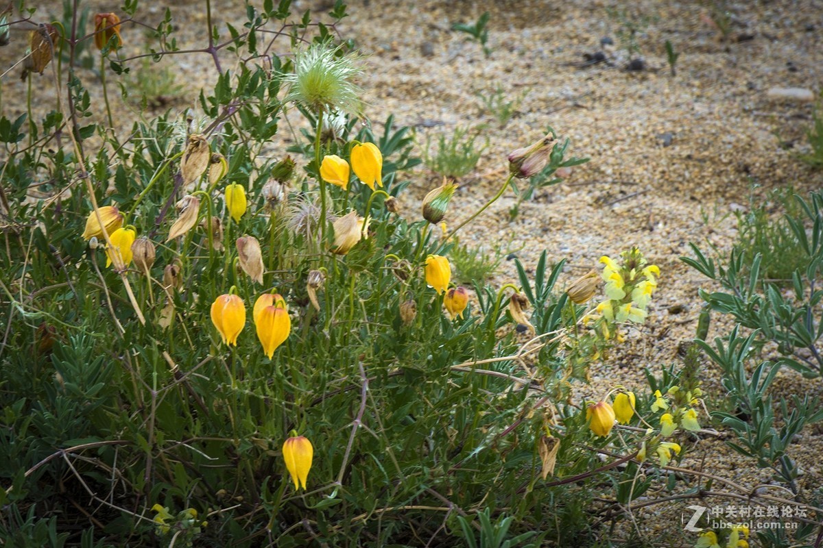 甘川铁线莲青海湖边的奇花异草
