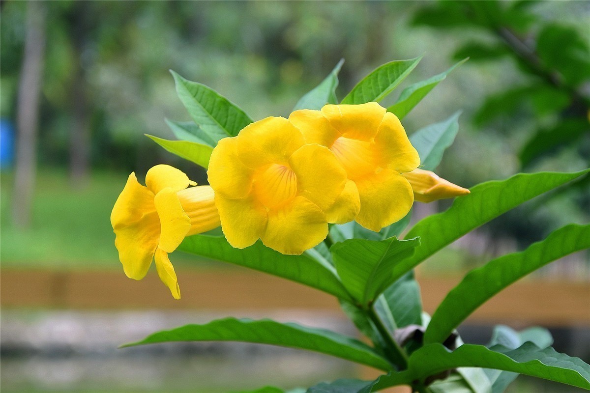D5500花卉杂拍