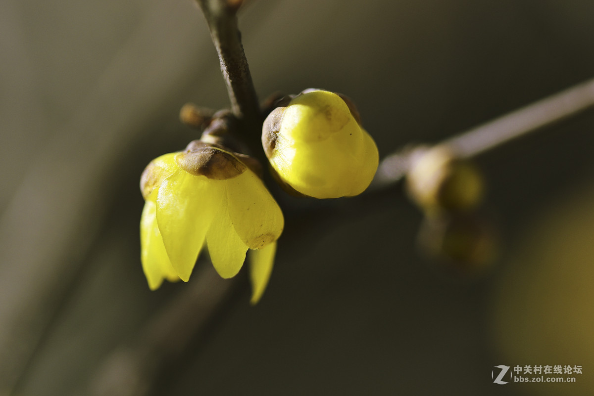 腊梅花开报春来
