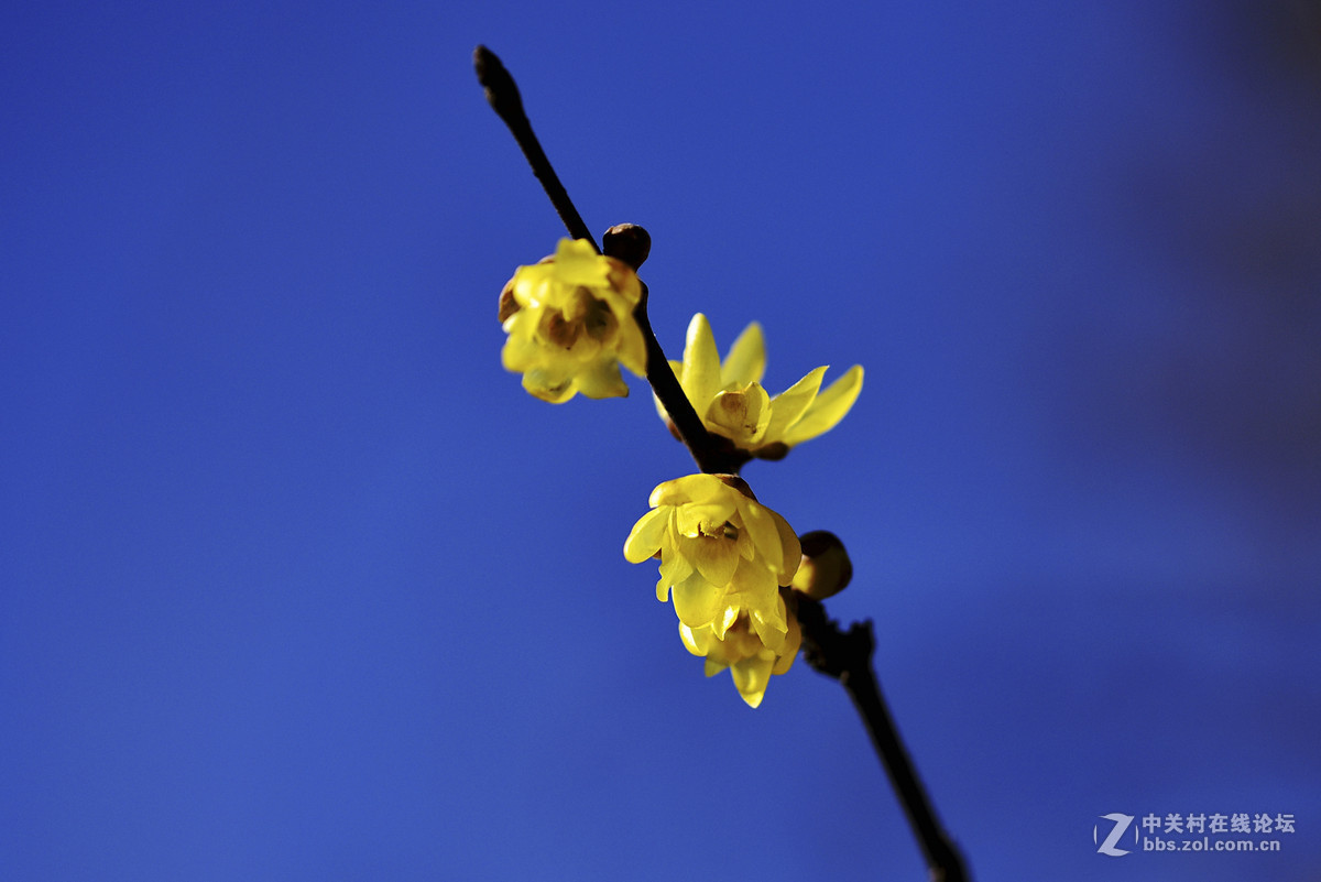 腊梅花开报春来