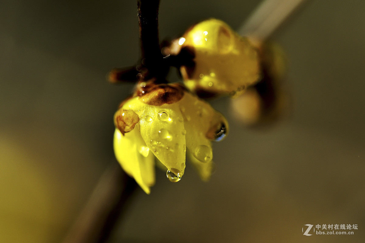 腊梅花开报春来