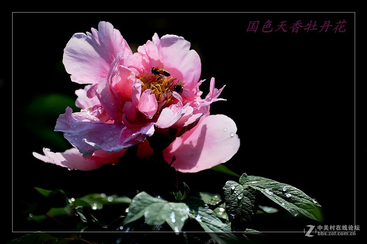 一组牡丹花，恭贺好友(晚之秋)r荣任佳能5DSR星空(中国)版主之职。。。