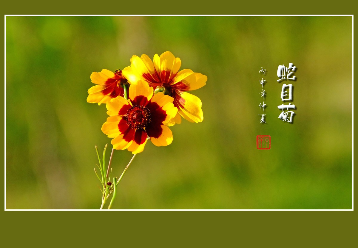 窈窕的小花蛇目菊