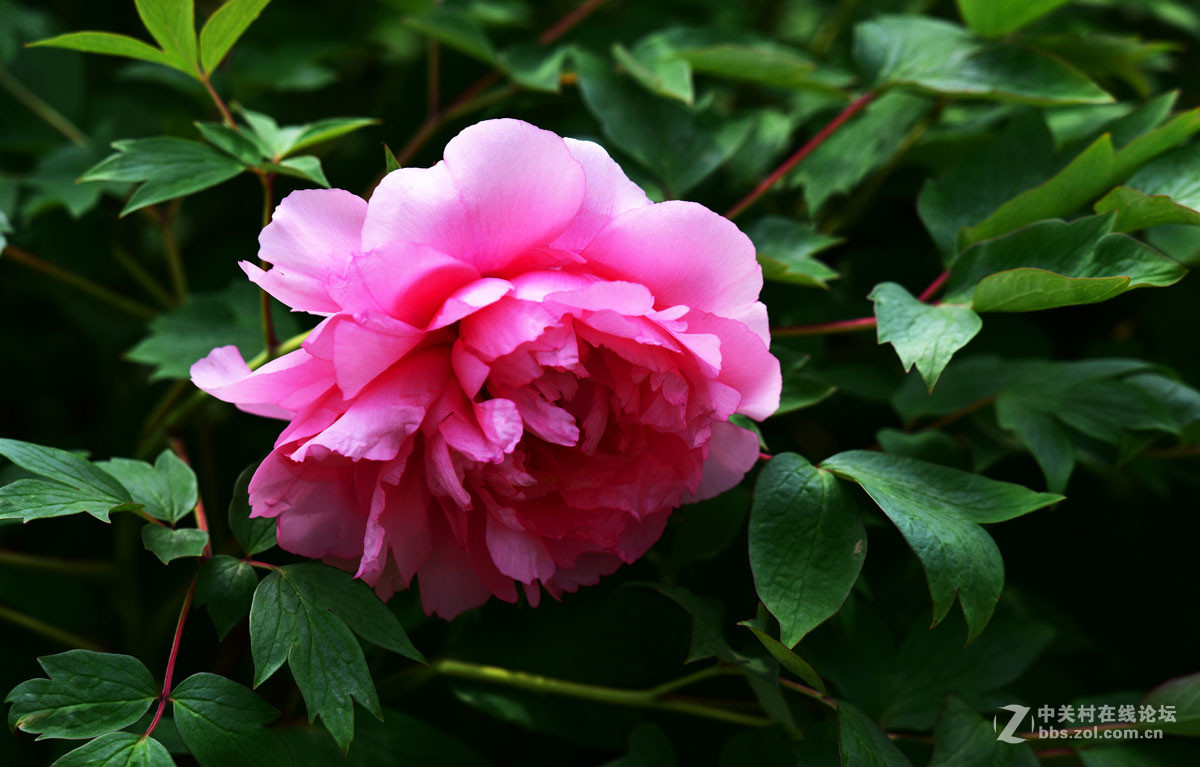 牡丹花喜迎国庆祝福祖国