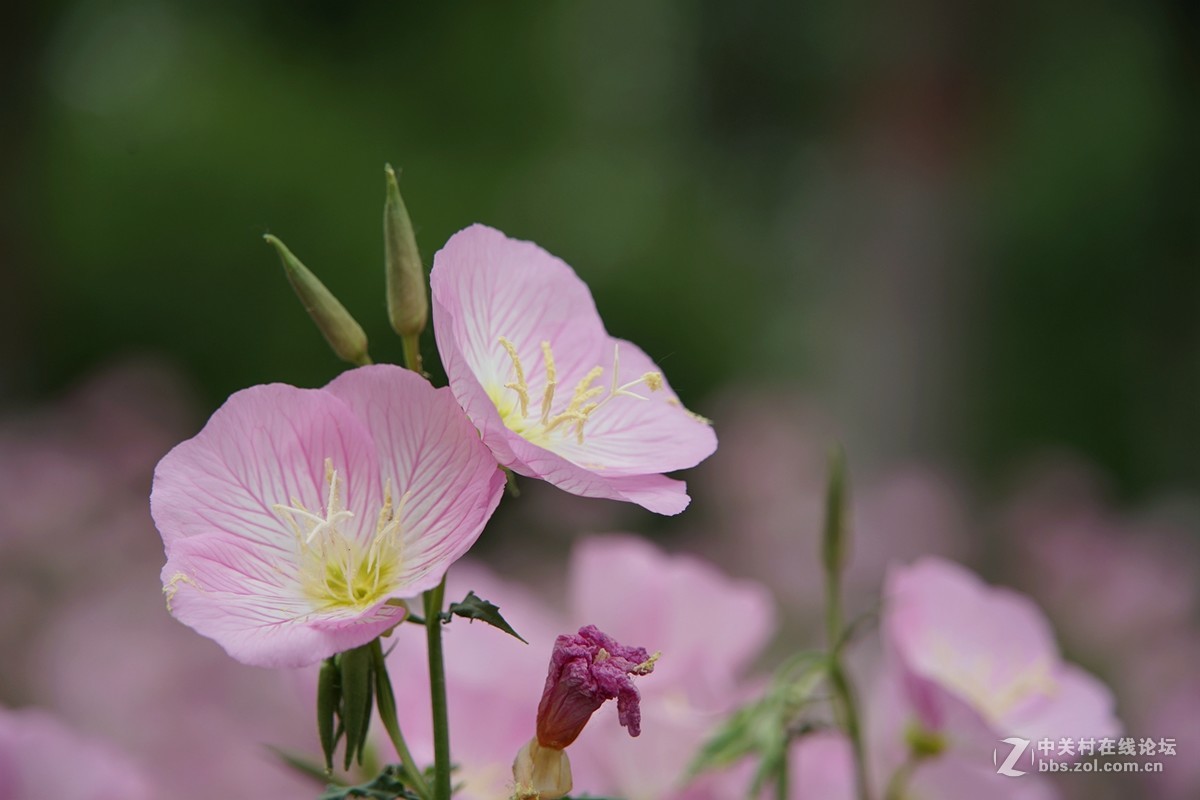 月见草-中关村在线摄影论坛