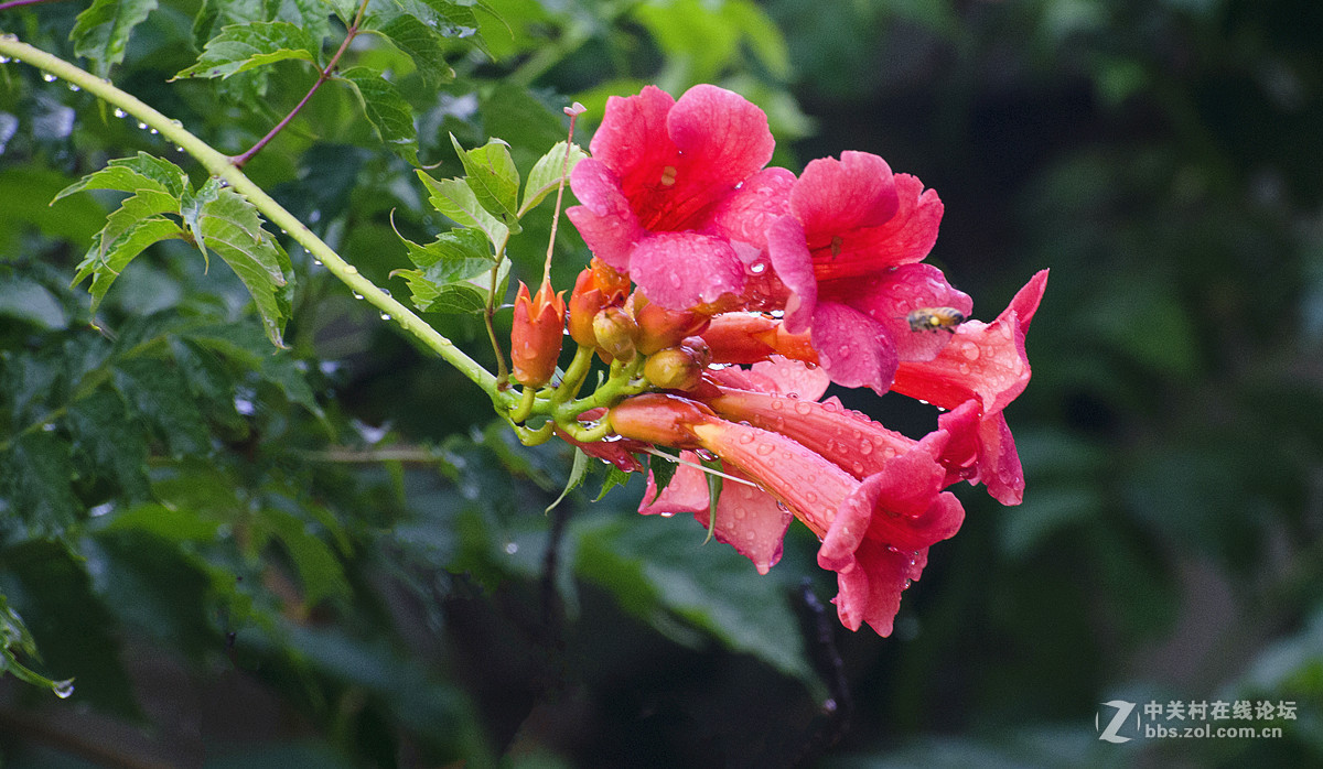 雨后的凌霄花