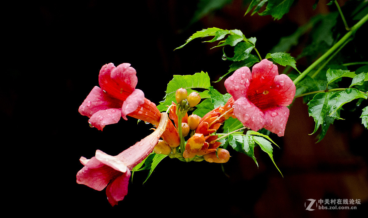 雨后的凌霄花