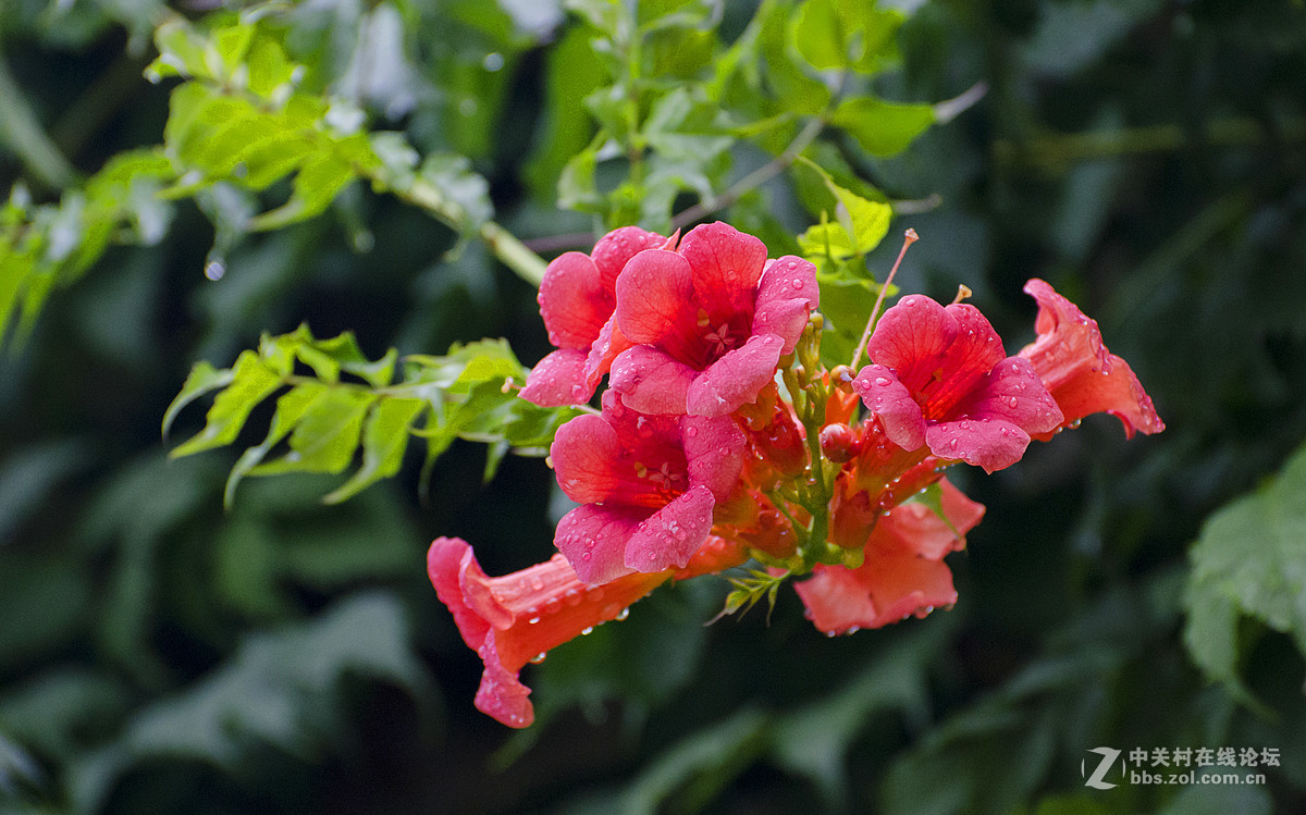 雨后的凌霄花